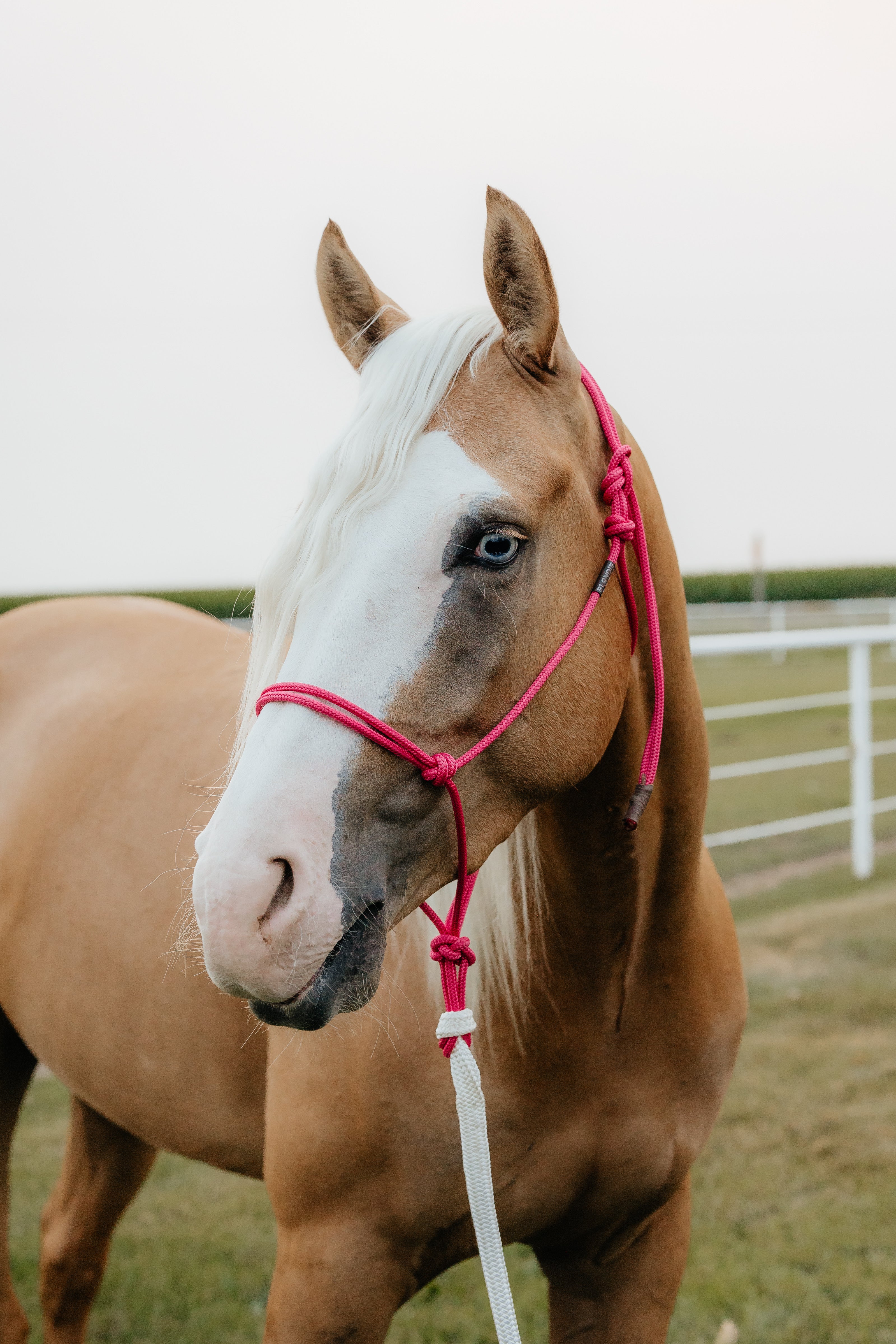 thumbnail image 2 of EMNHT 12' Lead Rope With Twist Snap & Soft Rope Halter – Parelli Training – Many Colors 2 of 3