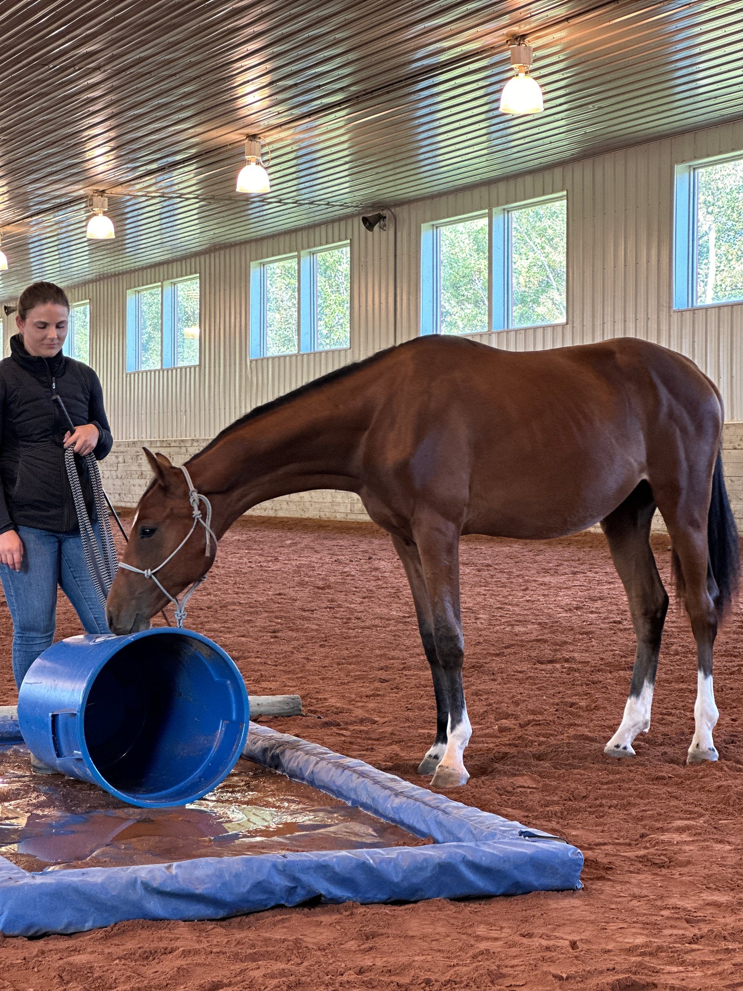 Stiff Rope Halter - COB/ARAB SIZE
