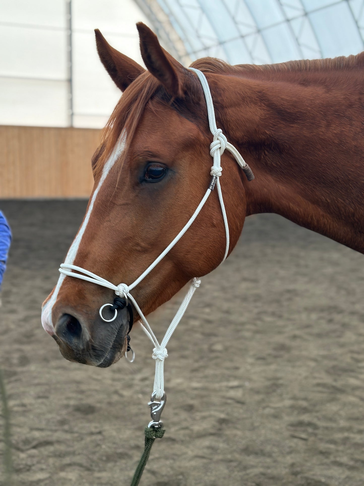 Steady Start Rope Halter