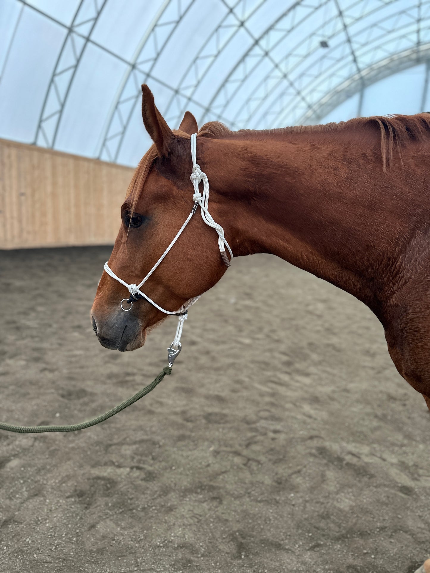 Steady Start Rope Halter