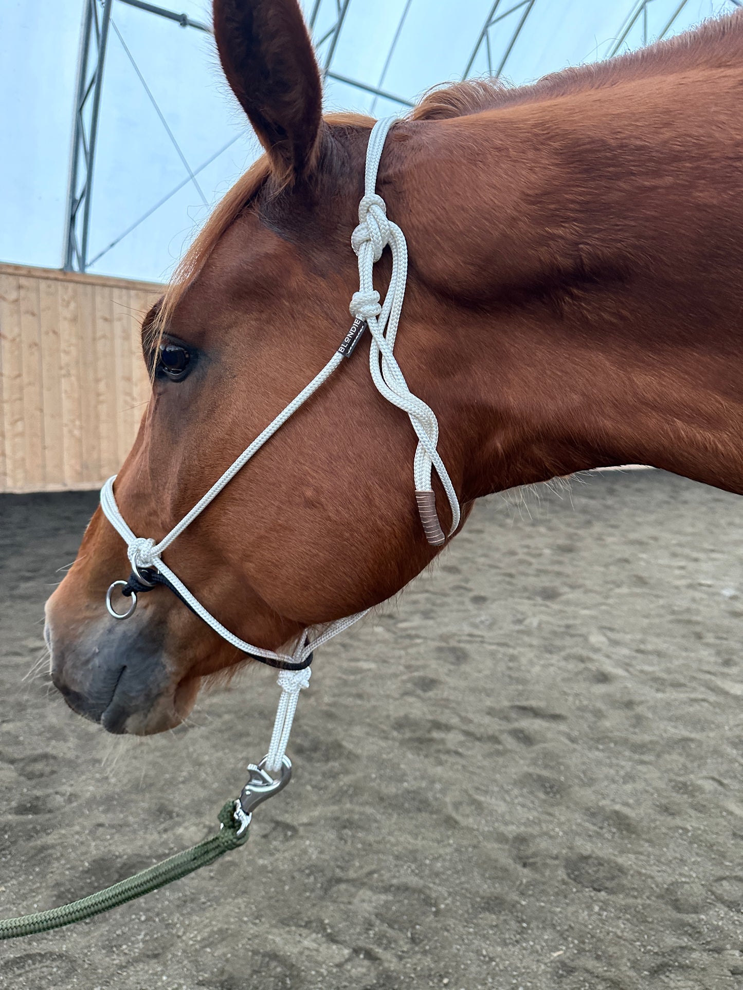 Steady Start Rope Halter