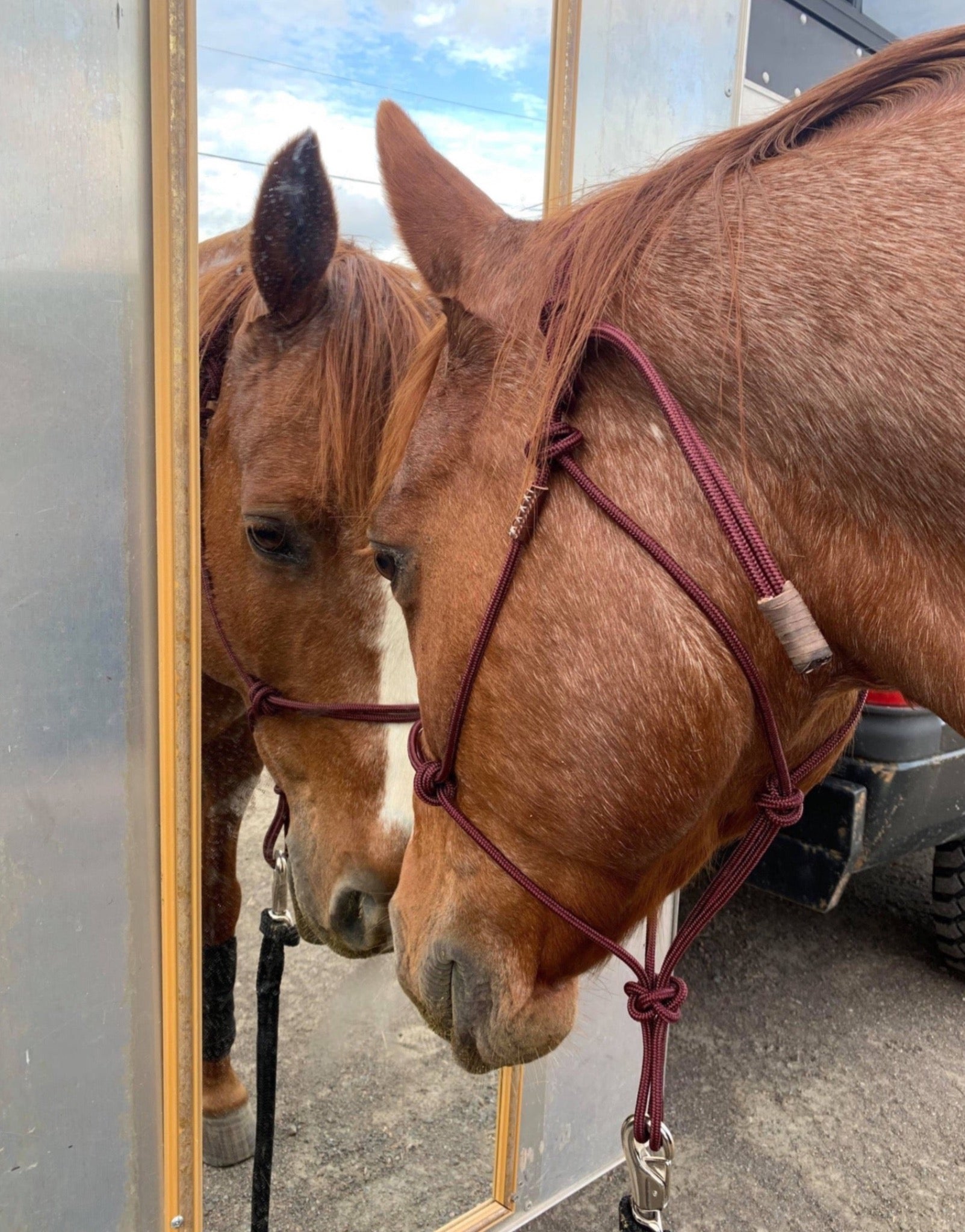 Burgundy stiff blondie rope halter red roan