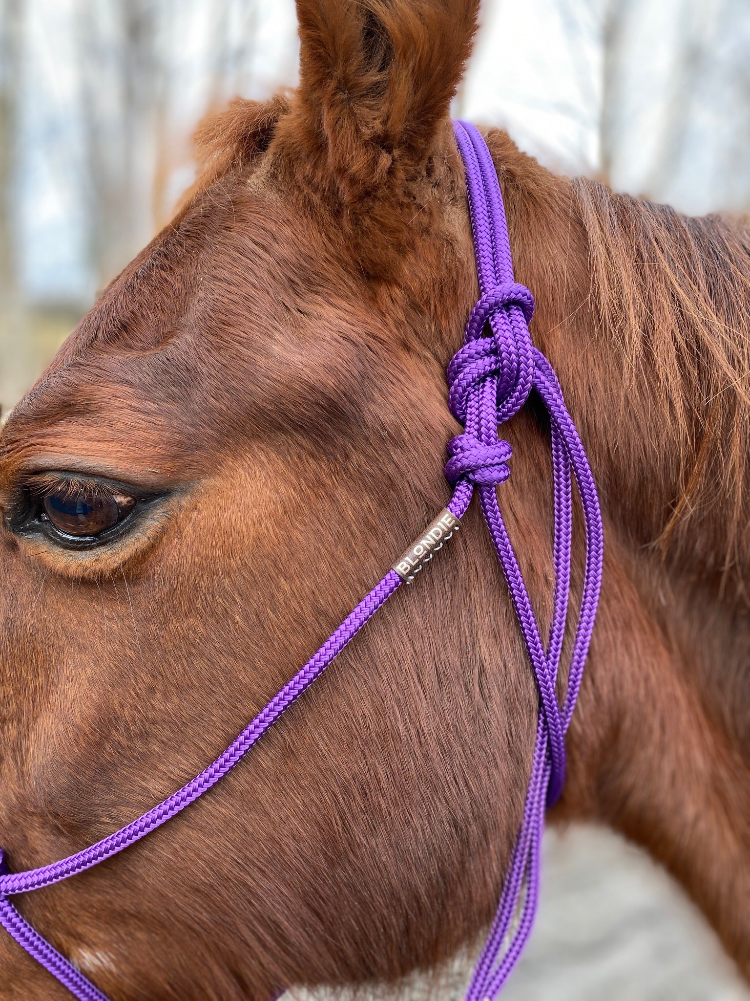 soft purple rope halter chestnut horse