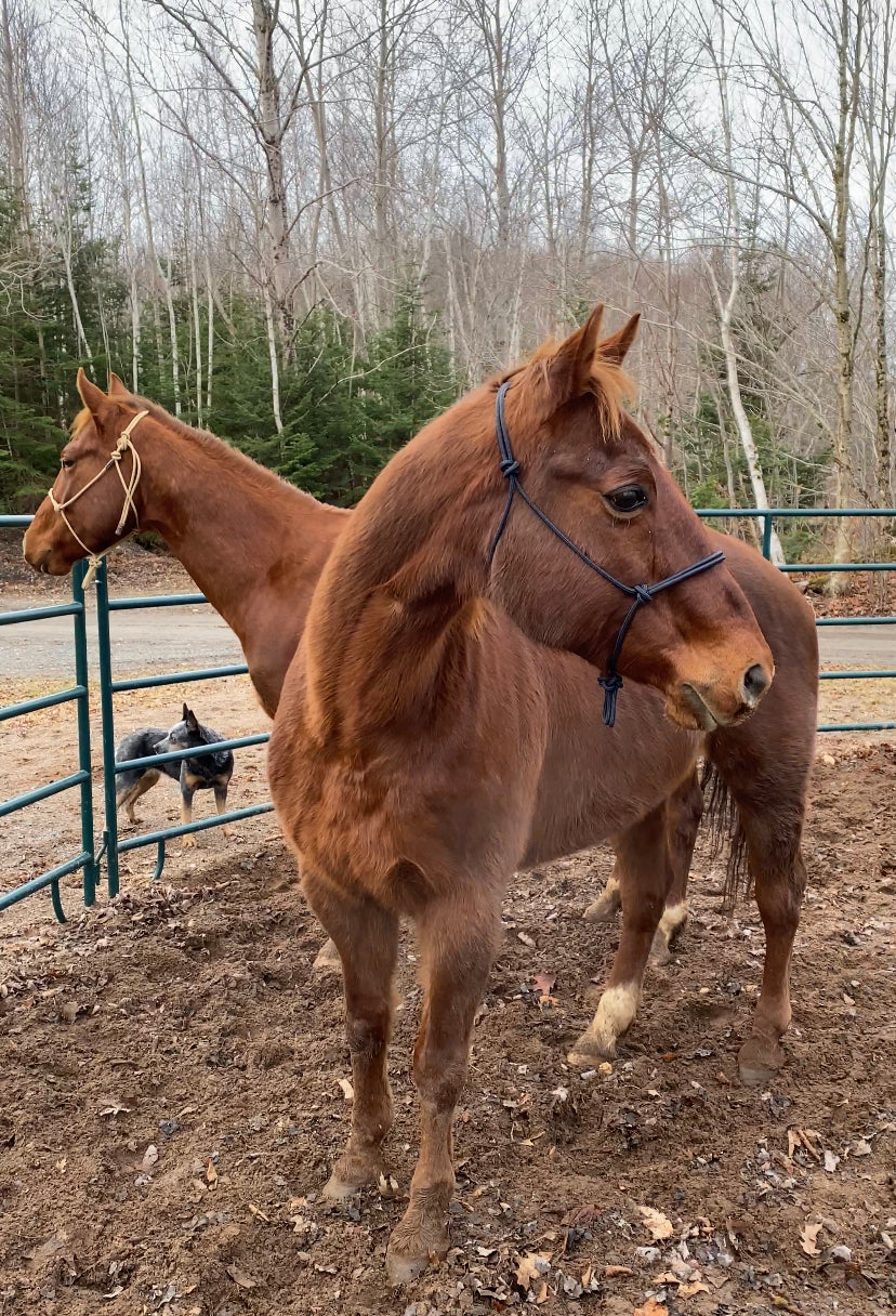 Stiff Rope Halter - YEARLING SIZE