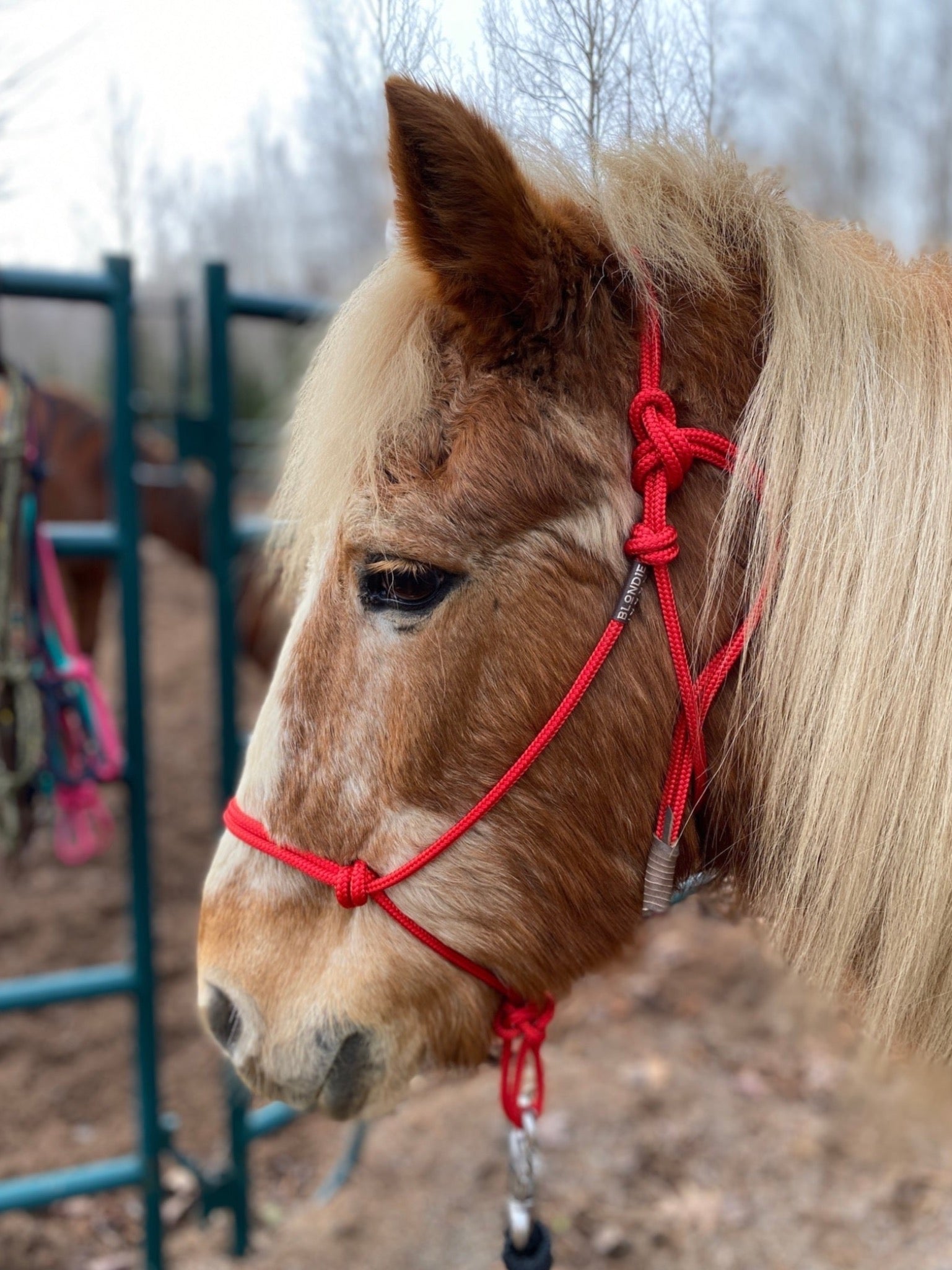 Soft Rope Halter - FOAL SIZE – Blondie Cinches & Rope Halters