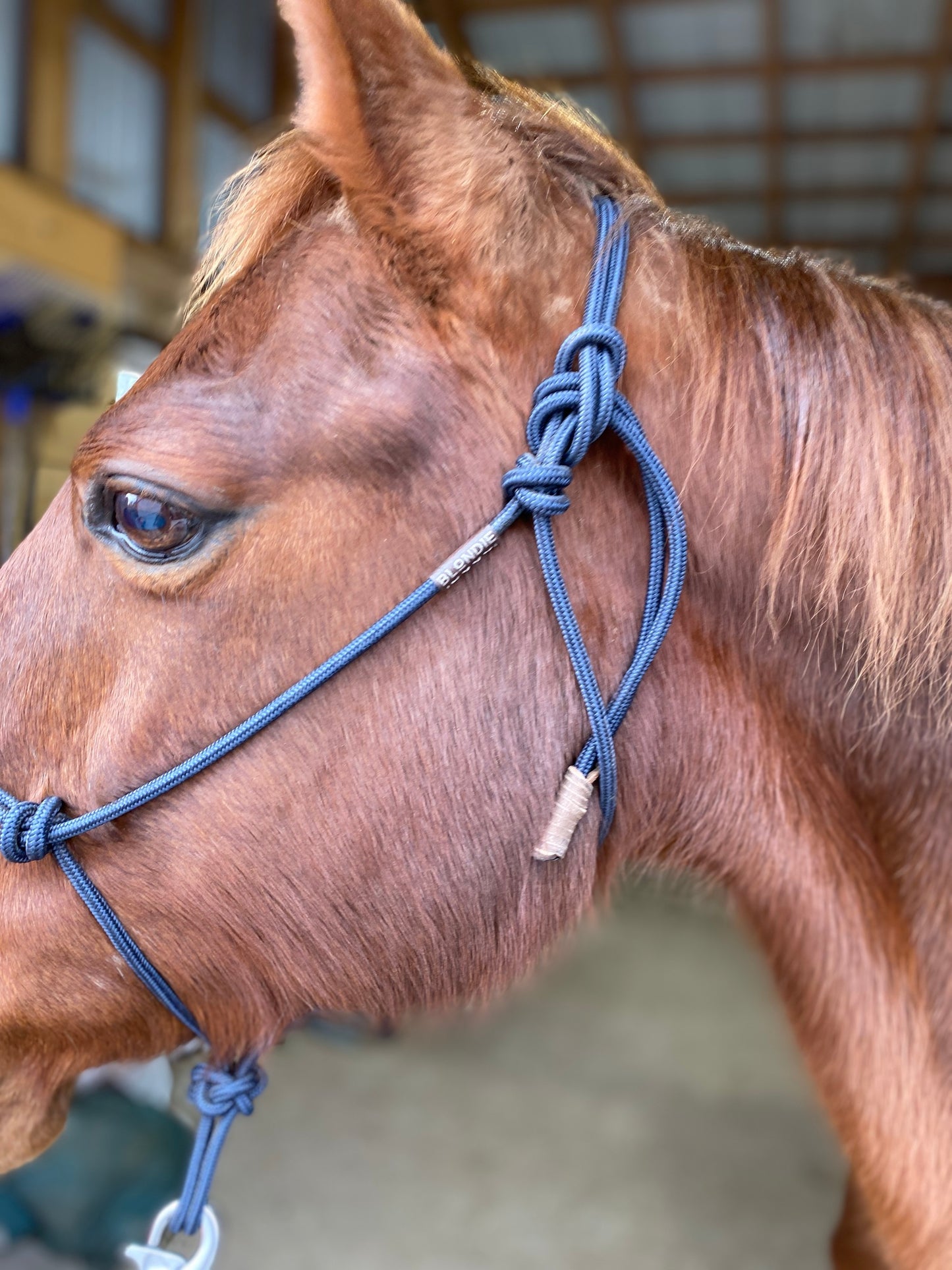 Stiff Rope Halter - YEARLING SIZE
