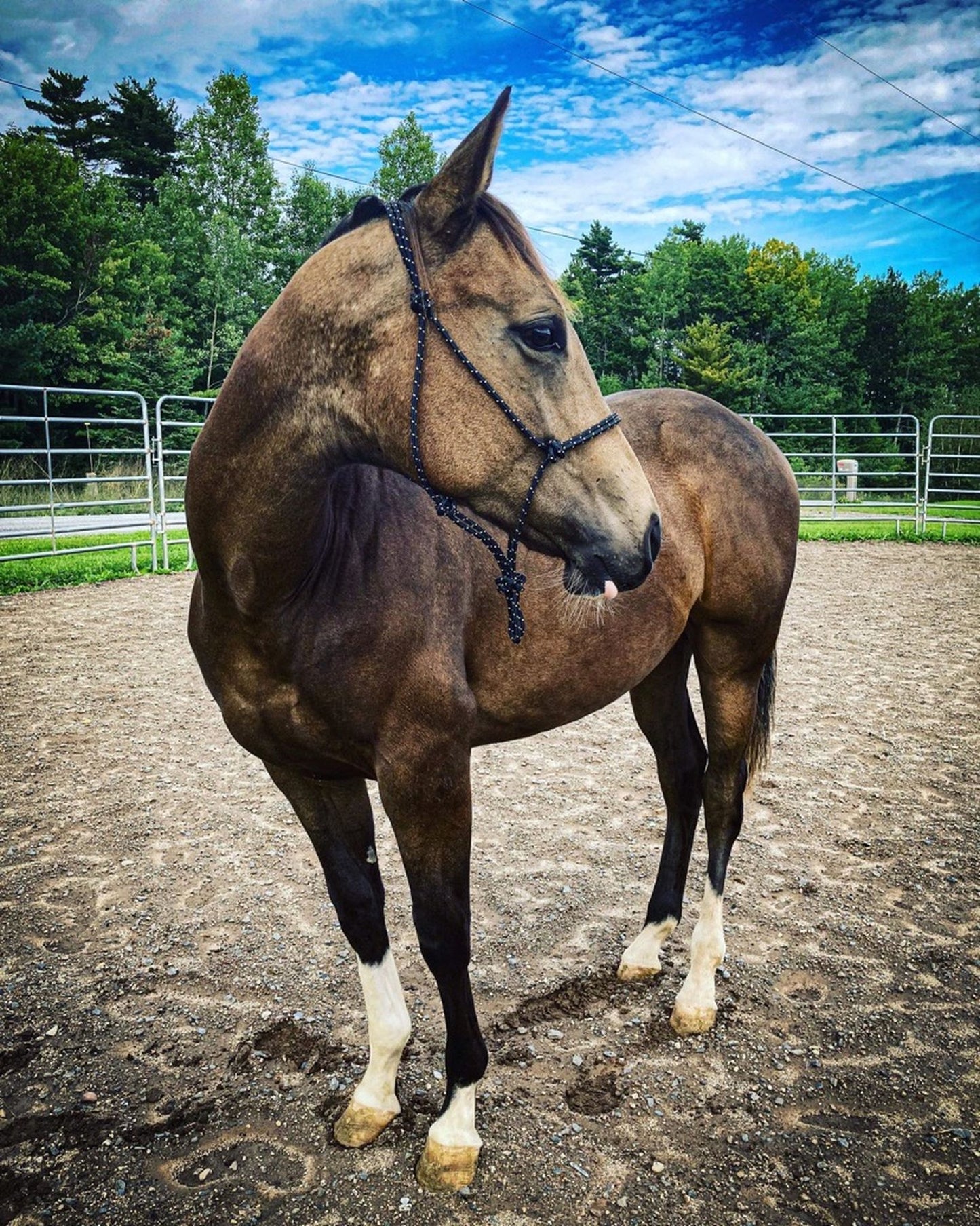 Stiff Rope Halter - FOAL SIZE