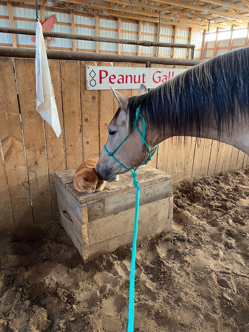 Stiff Rope Halter - FOAL SIZE