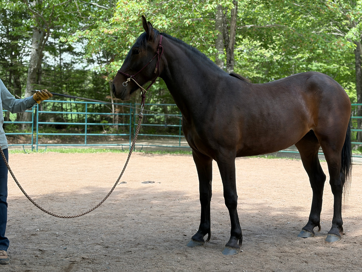 Steady Start Rope Halter