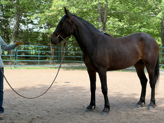 Steady Start Rope Halter