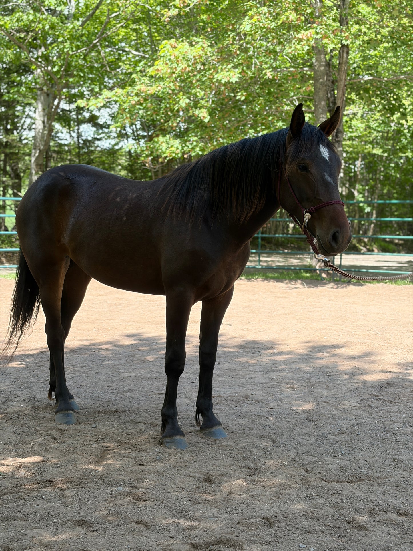 Steady Start Rope Halter