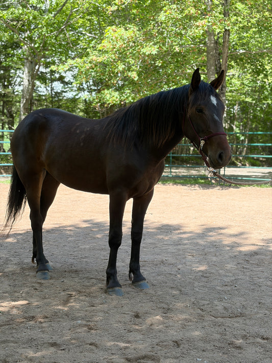 Steady Start Rope Halter