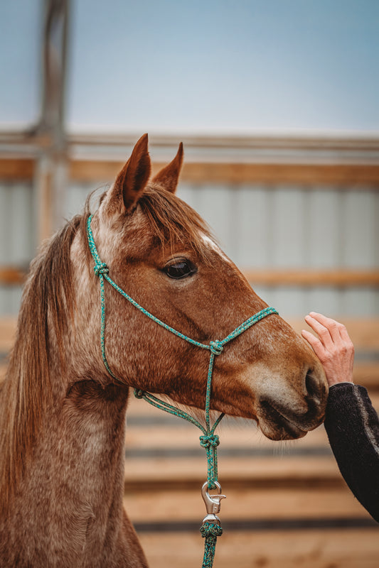 Stiff Rope Halter - COB/ARAB SIZE