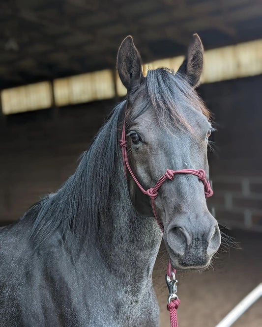Stiff 4-Knot Rope Halter
