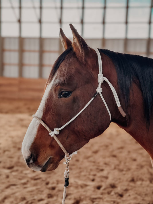 Lariat Noseband Groundwork Halter