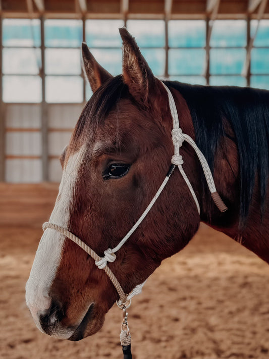 Lariat Noseband Groundwork Halter