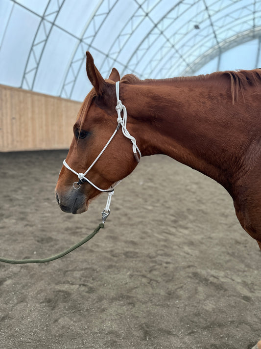 Steady Start Rope Halter