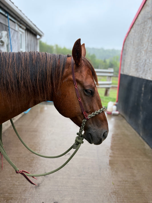 Loping Hackamore
