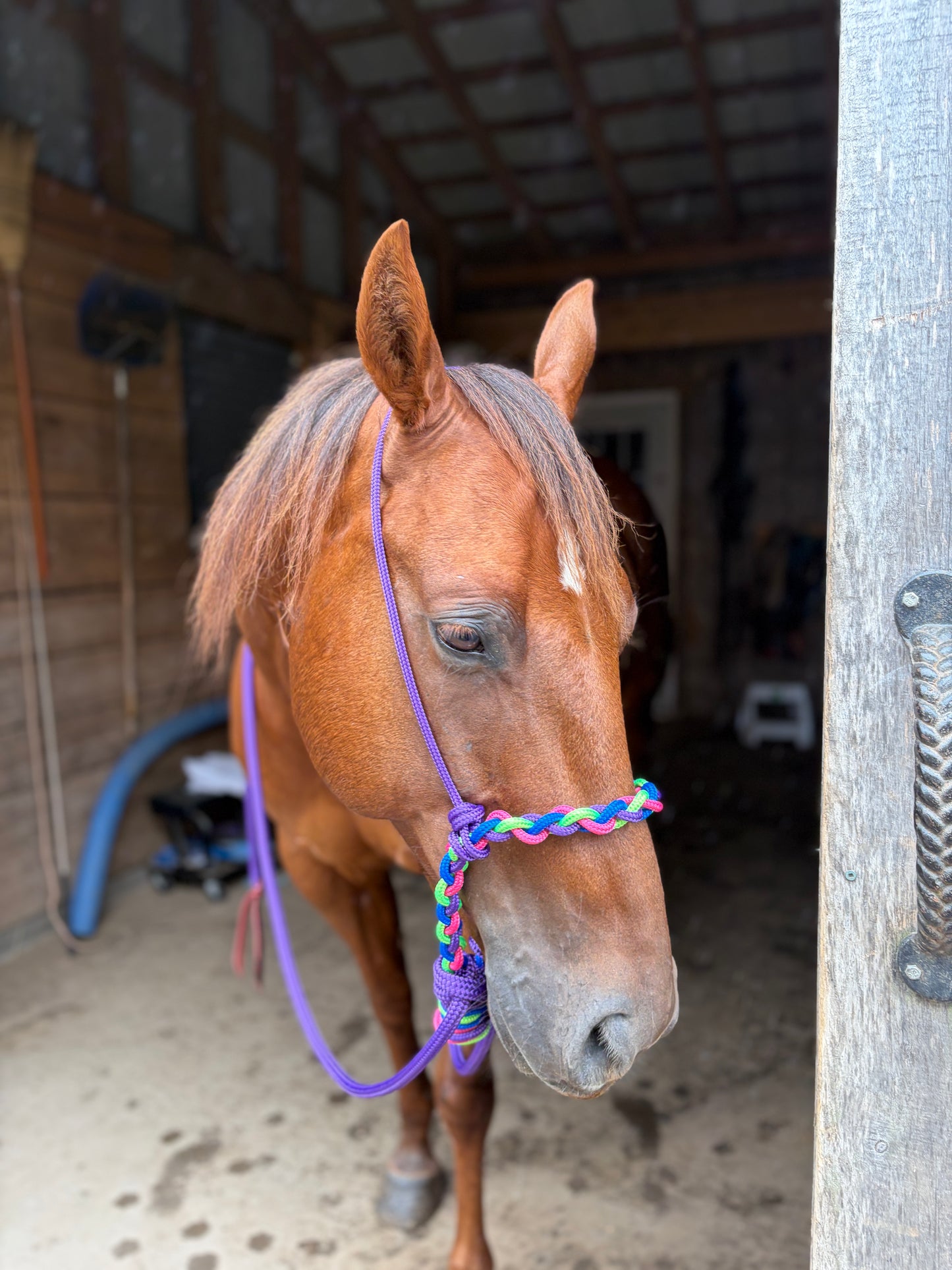 A brown horse standing in a barn wearing a colorful braided rope hackamore with a purple rope reins, photographed from the front at close range.