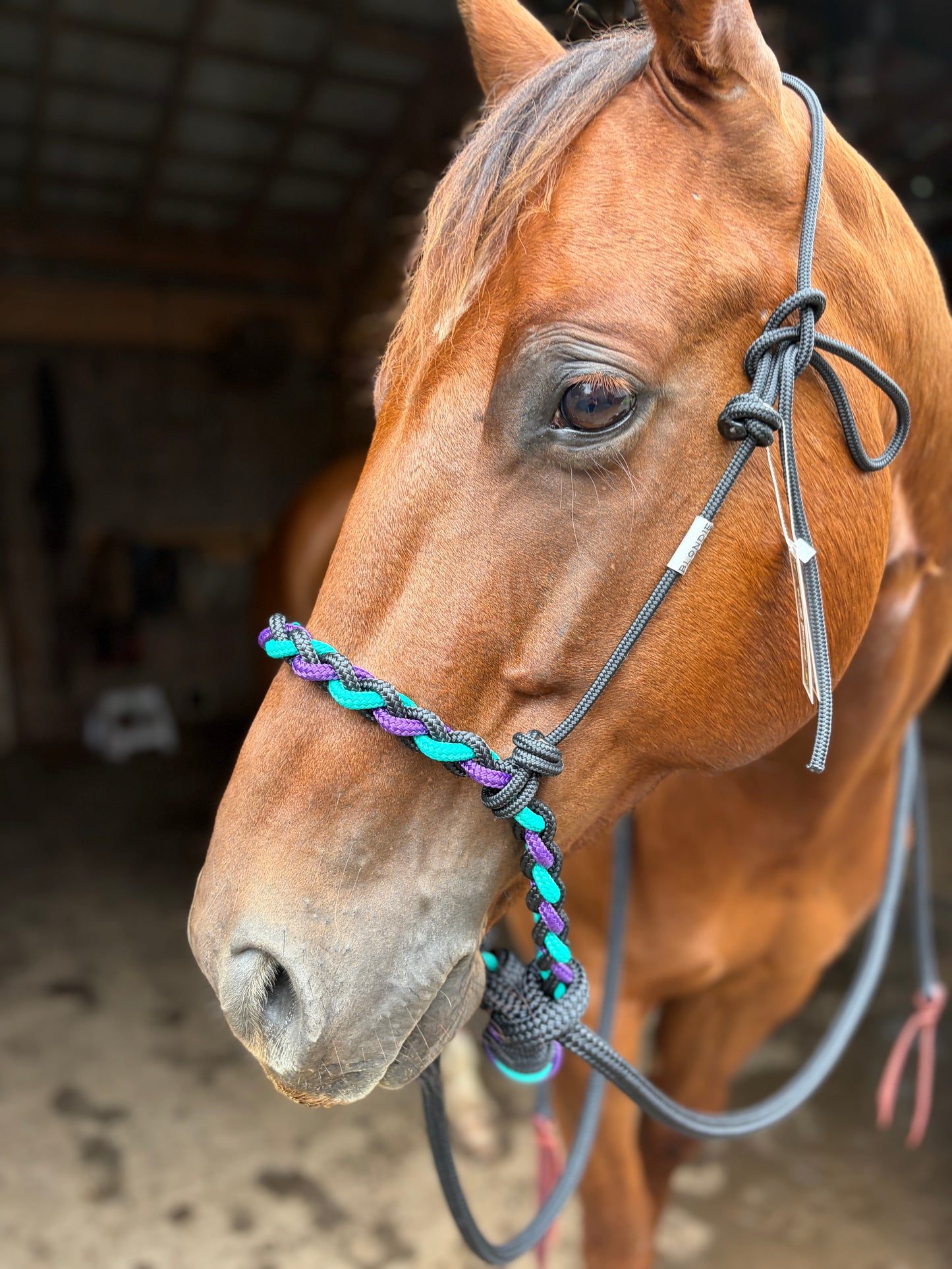 Loping Hackamore