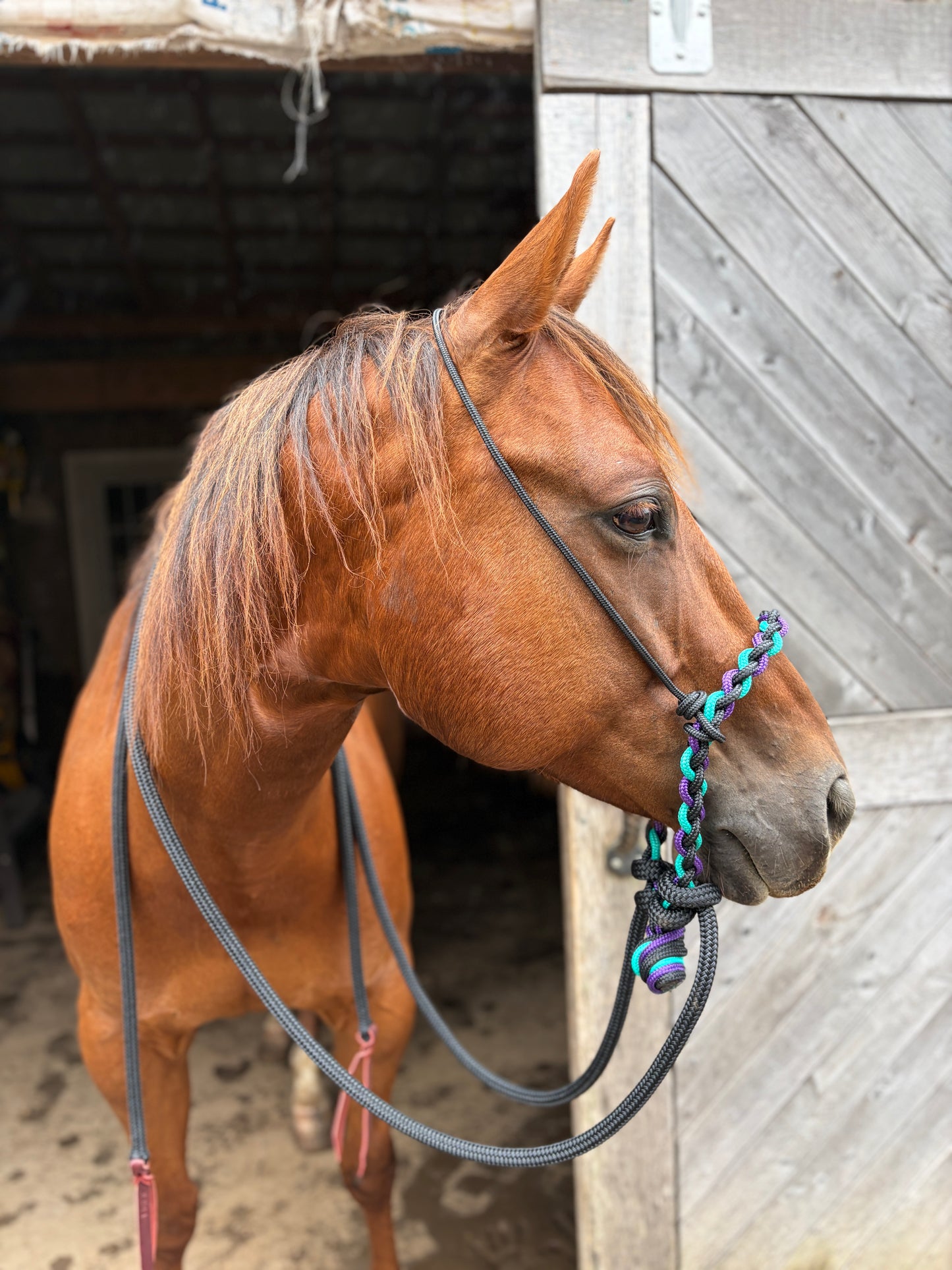 Loping Hackamore