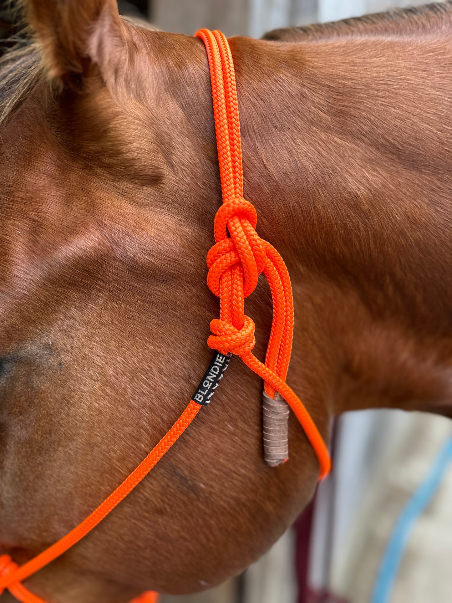 Last Chance - Stiff Rope Halters