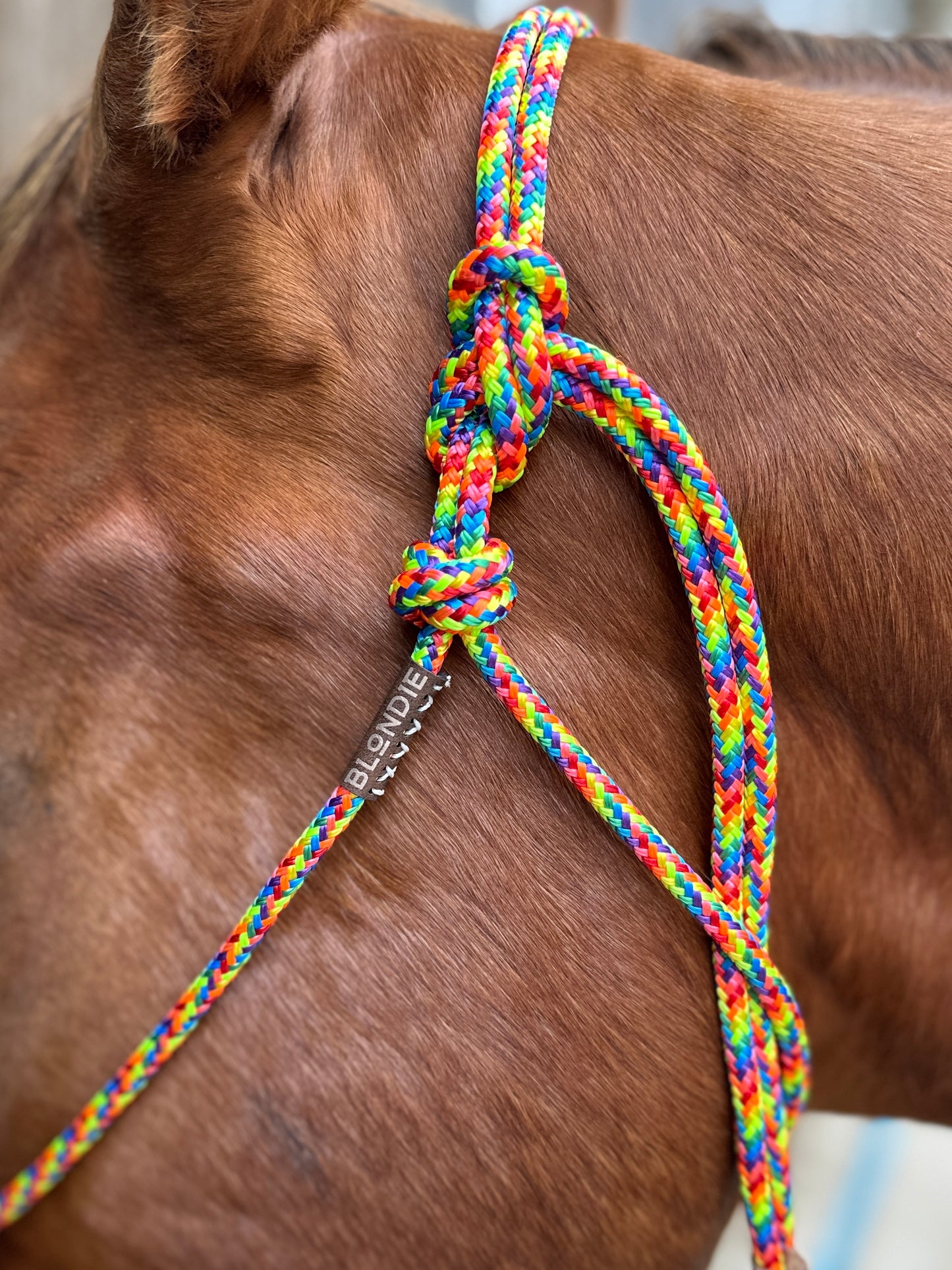 Last Chance - Stiff Rope Halters