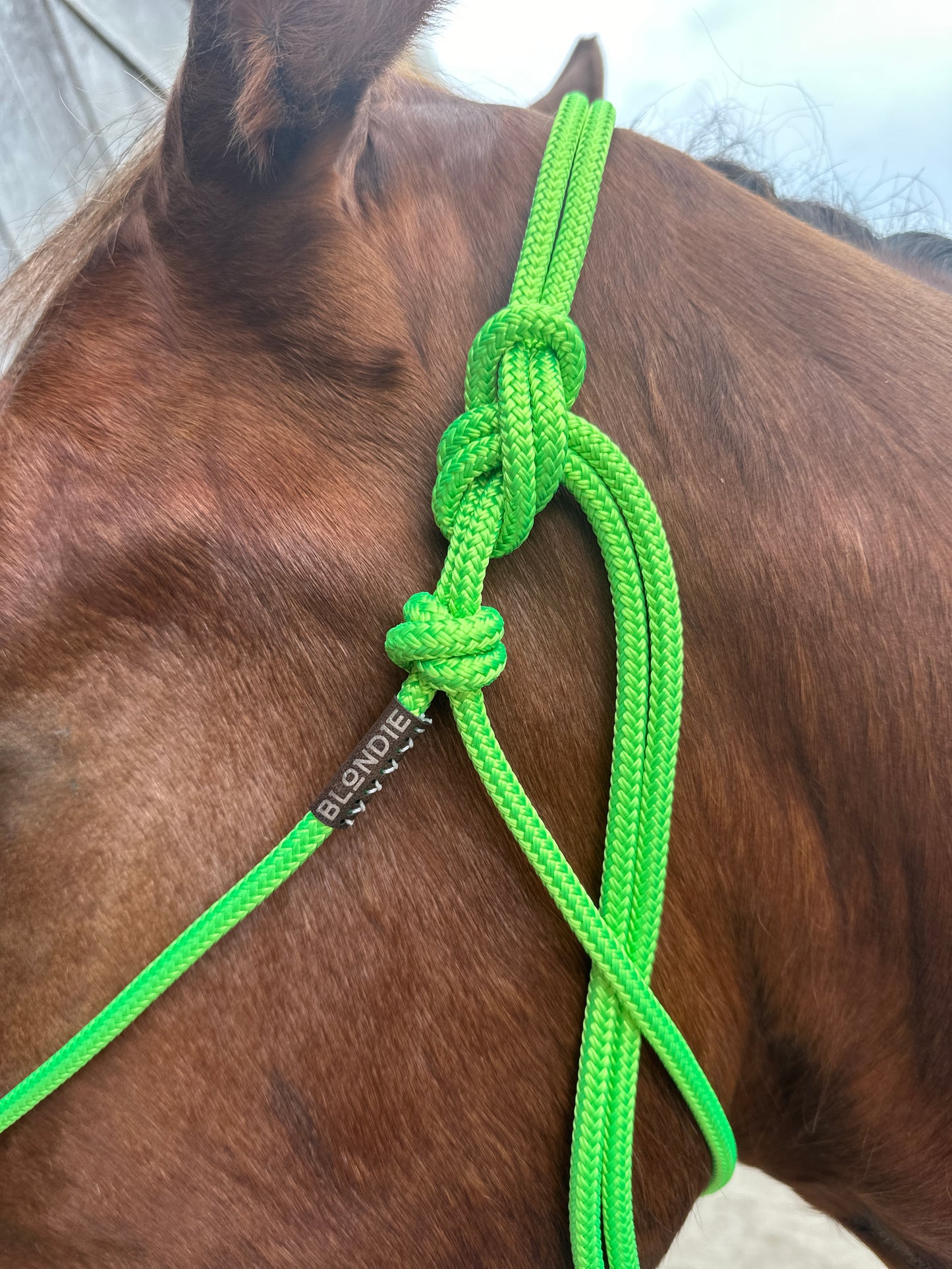 Last Chance - Stiff Rope Halters