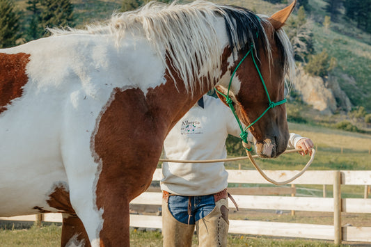 Stiff Rope Halter - AVERAGE SIZE