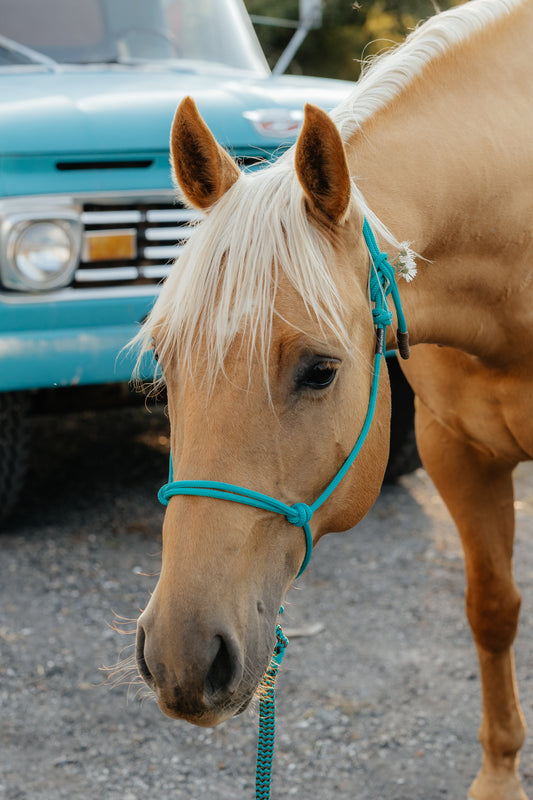 rope halter canadian made turquoise