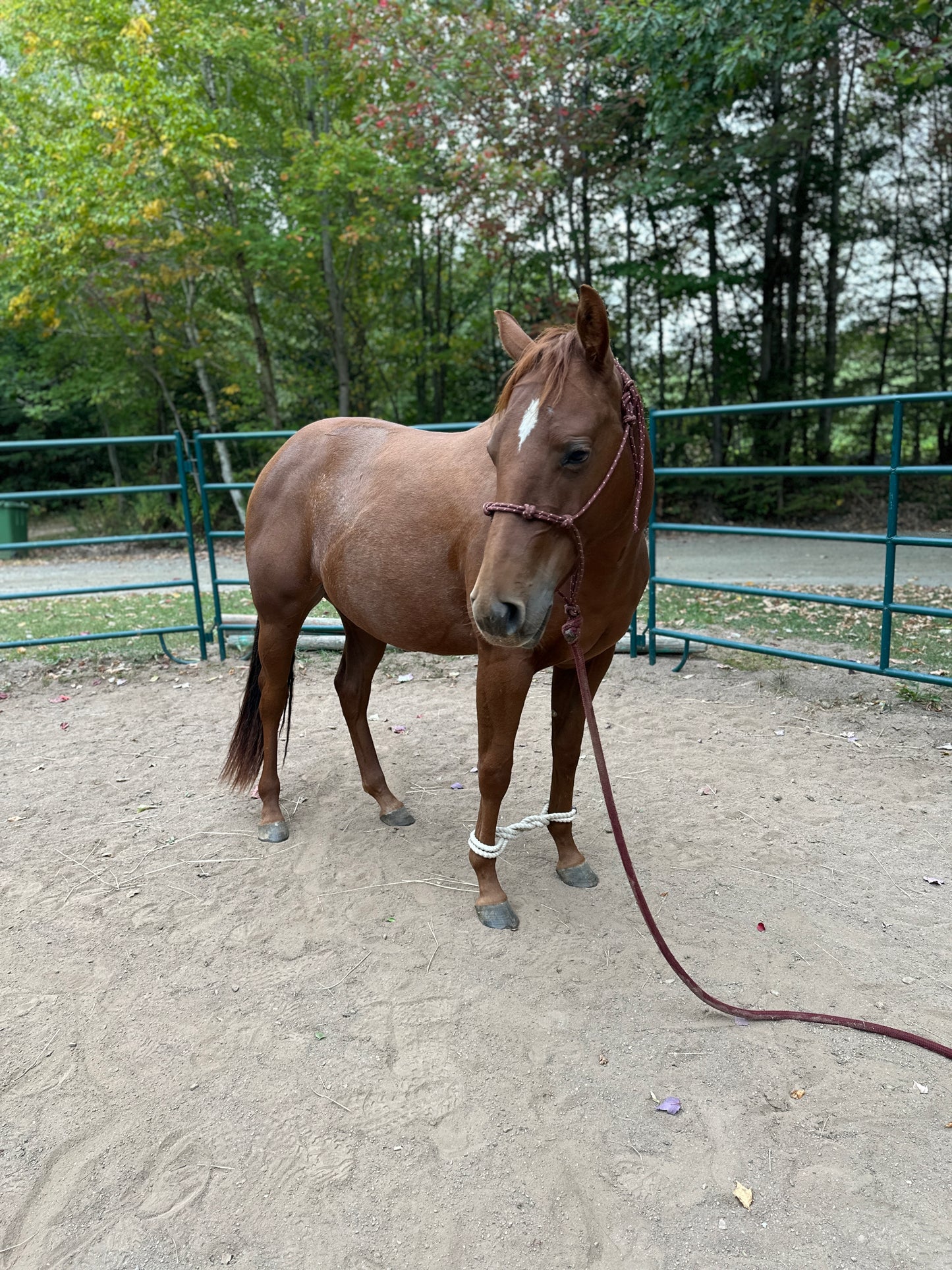 Brown horse with a white blaze standing on a dirt ground with trees in the background
