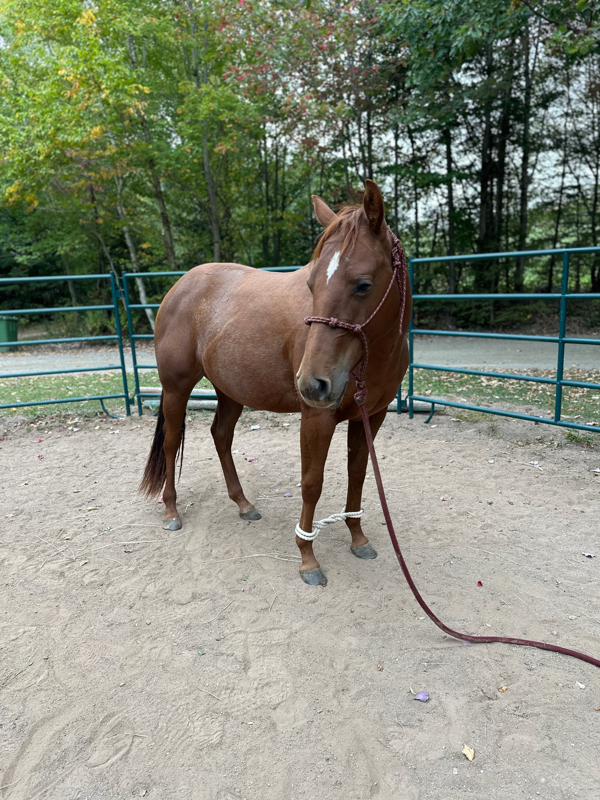 Brown horse with a white blaze standing on a dirt ground with trees in the background
