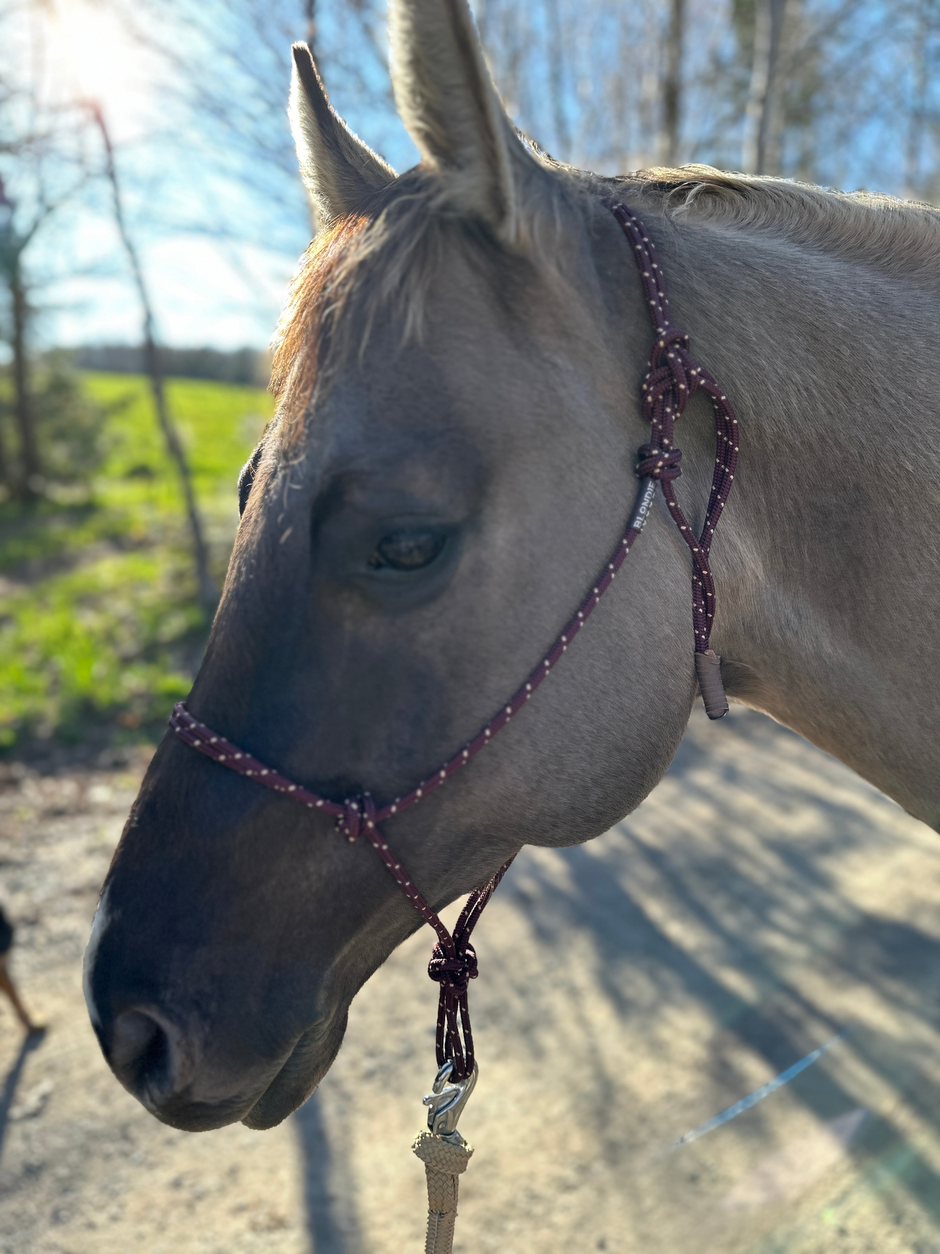 Firm Rope Halter – Blondie Cinches & Rope Halters