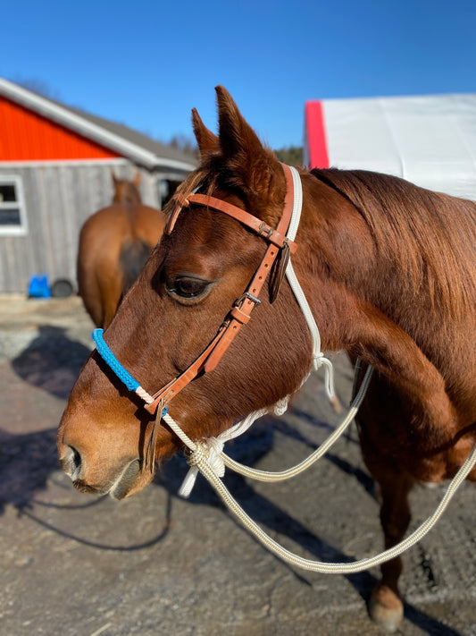 Chesnut quarter horse wearing a loping hackamore, natural horsemanship training tools, colt starting tools