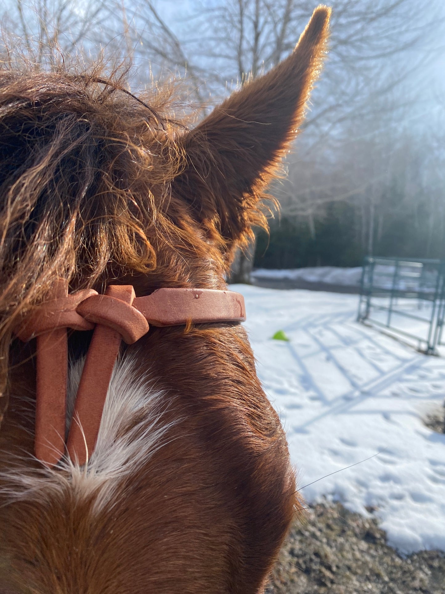 Loping Hackamore – Blondie Cinches & Rope Halters