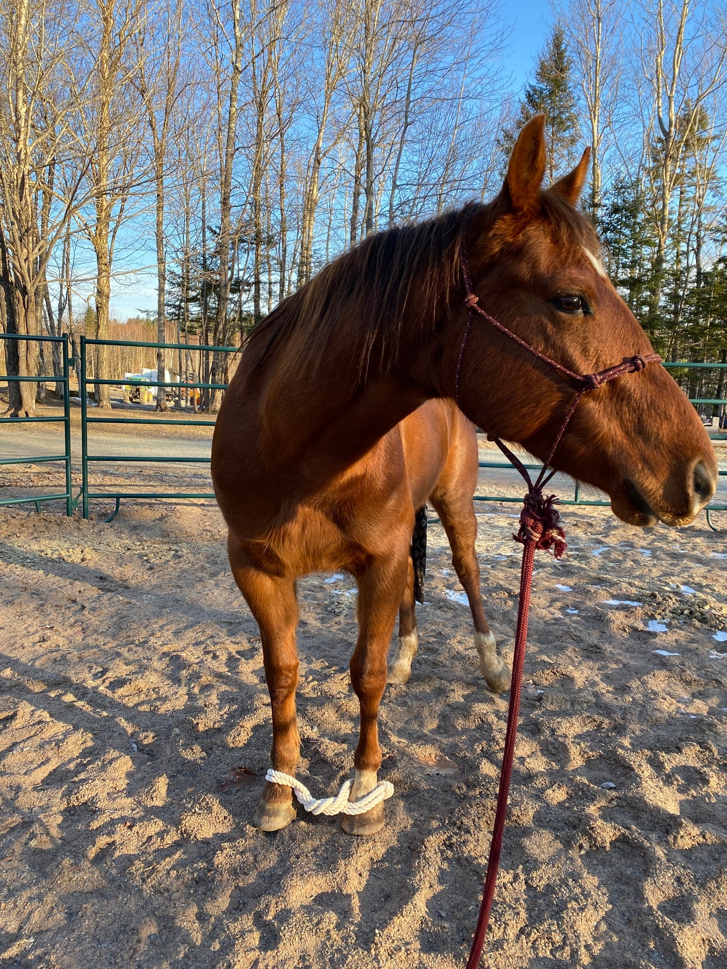 horse hobble, cotton rope hobble, horse training products, natural horsemanship