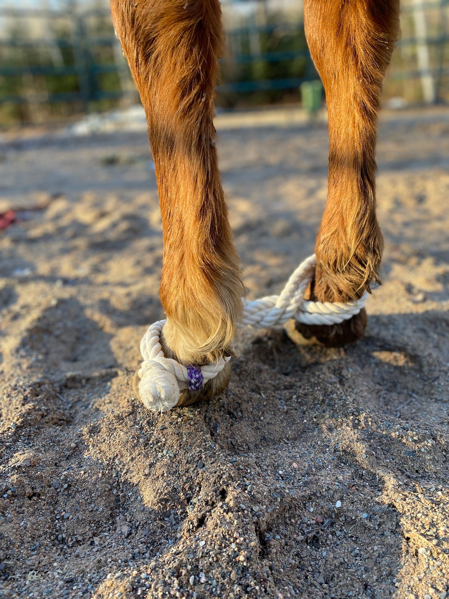 horse hobble, cotton rope hobble, horse training products, natural horsemanship