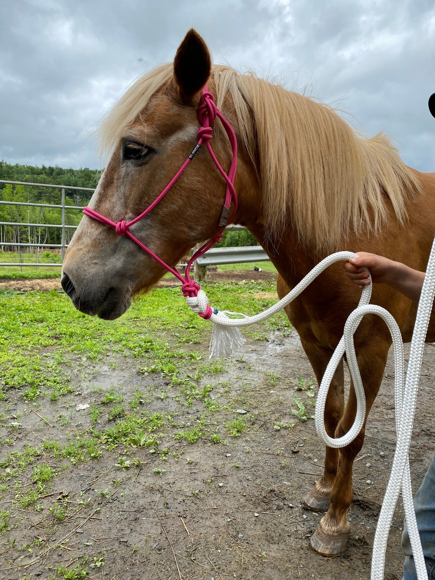 Stiff Rope Halter - WEANLING SIZE