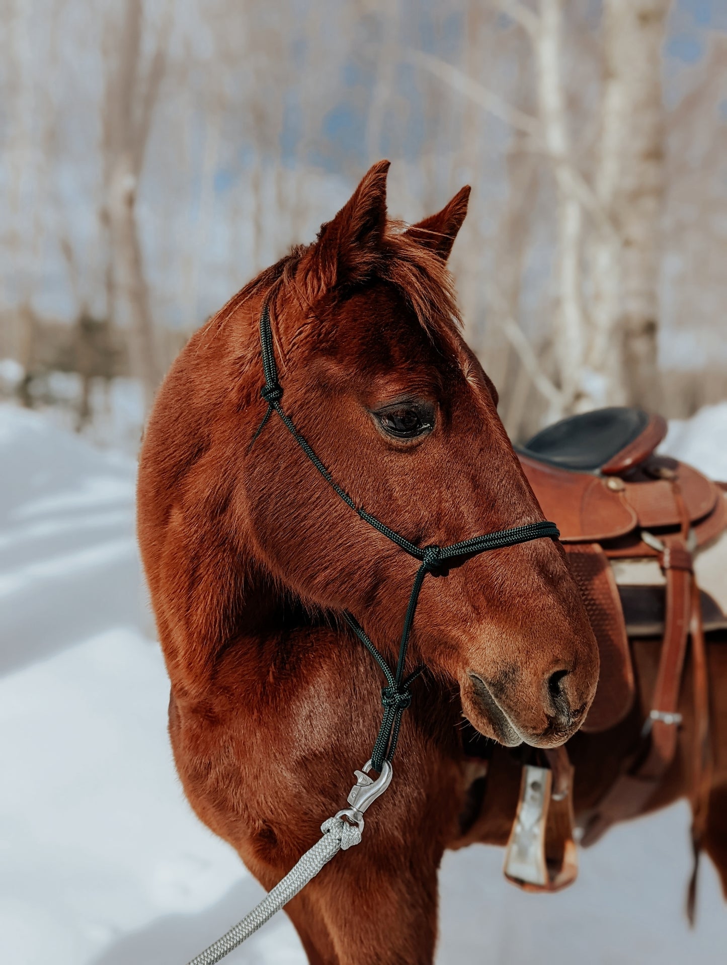 soft hunter green rope halter chestnut horse