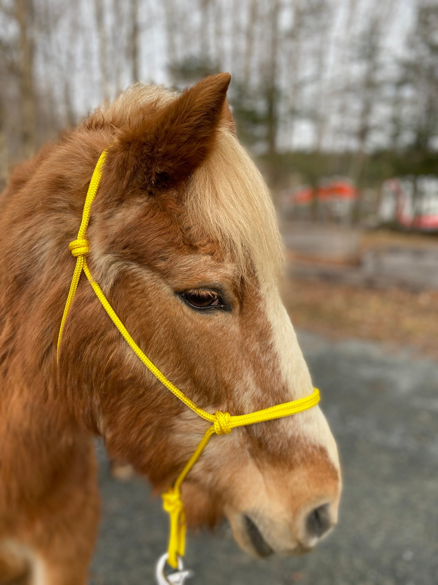 Soft Rope Halter YEARLING SIZE Blondie Cinches & Rope Halters