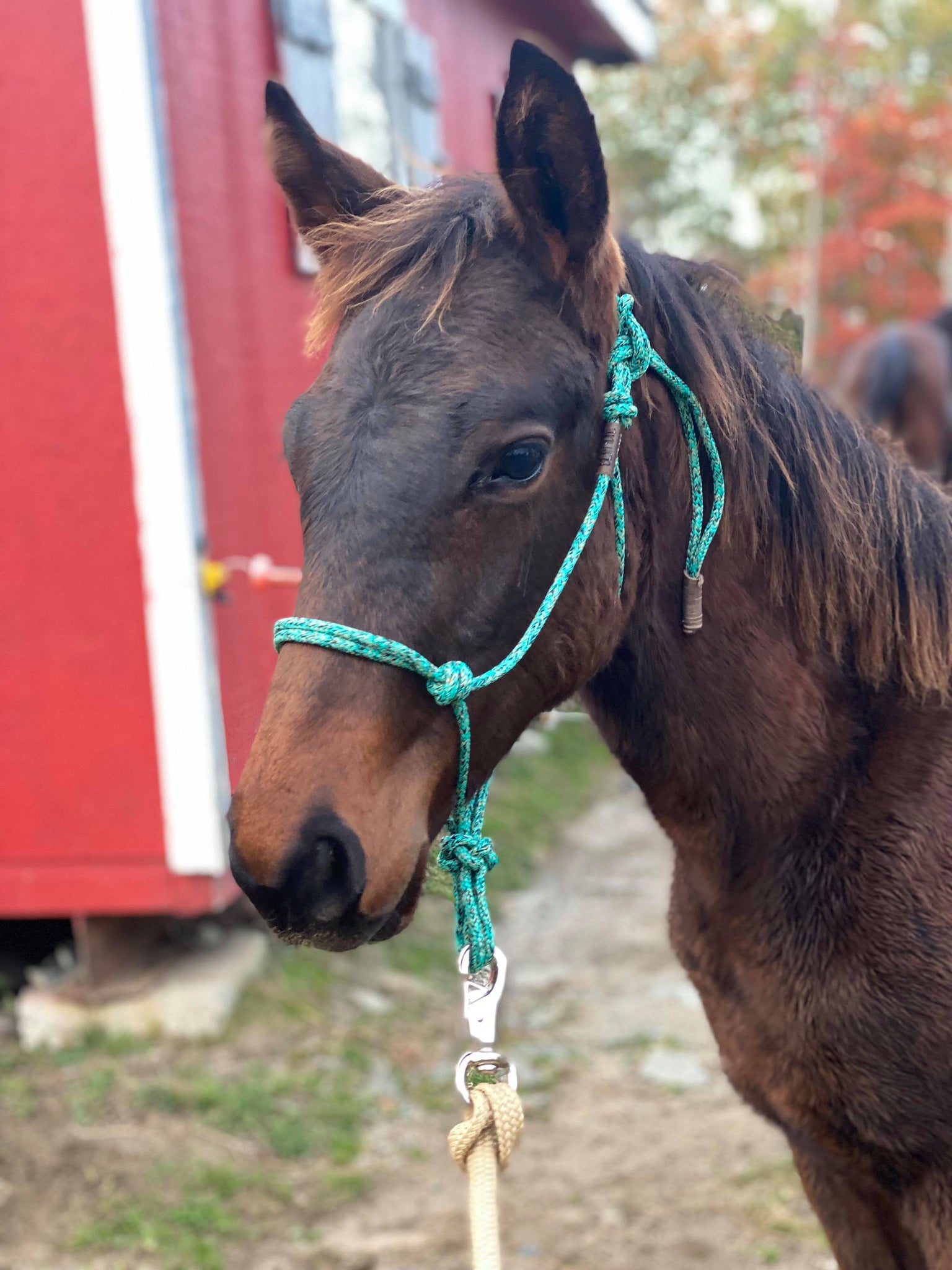 Soft Rope Halter - WEANLING SIZE – Blondie Cinches & Rope Halters