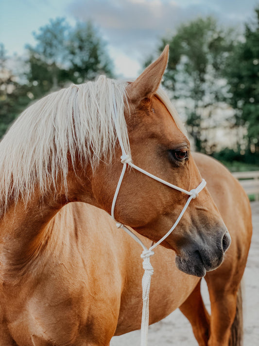 soft white  blondie rope halter palomino
