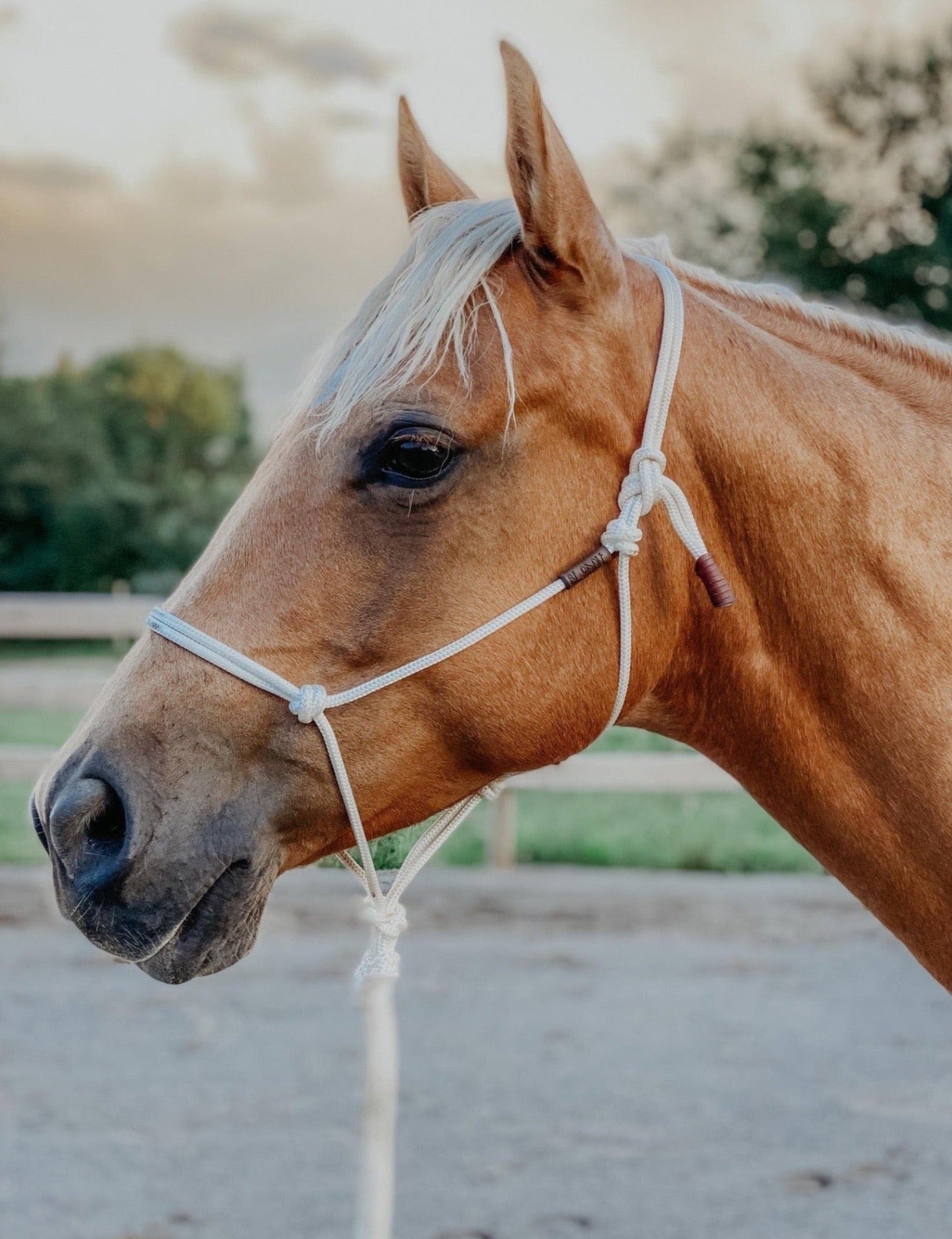 Soft Rope Halter - AVERAGE SIZE – Blondie Cinches & Rope Halters