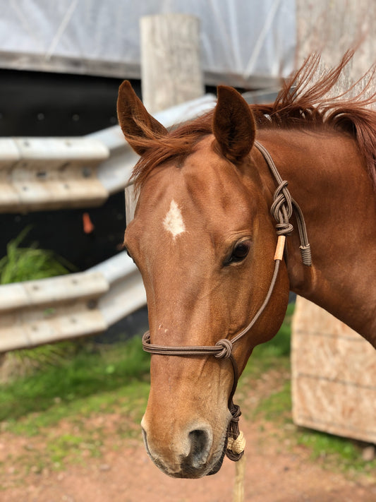 Stiff Rope Halter - COB/ARAB SIZE