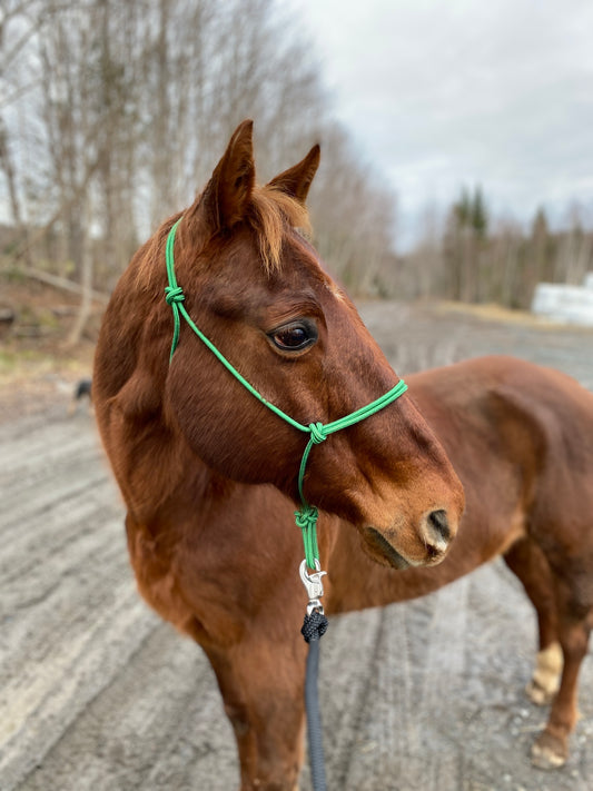 Stiff Rope Halter - FOAL SIZE