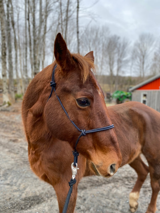 Stiff Rope Halter - WEANLING SIZE