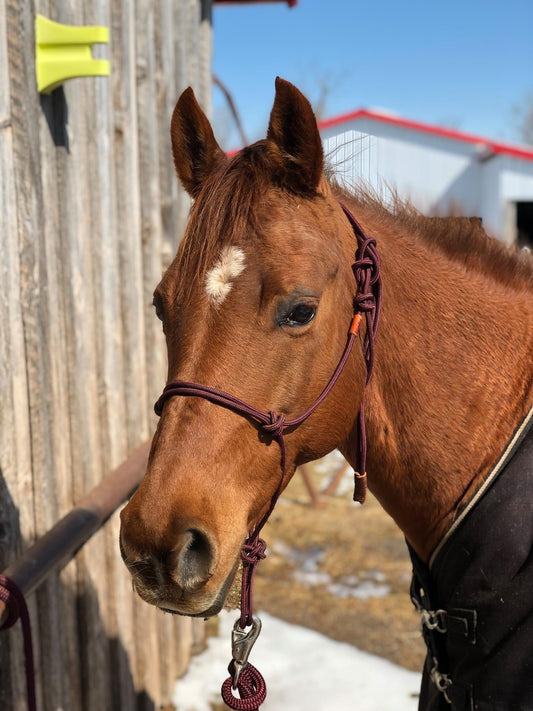 Stiff Rope Halter - YEARLING SIZE