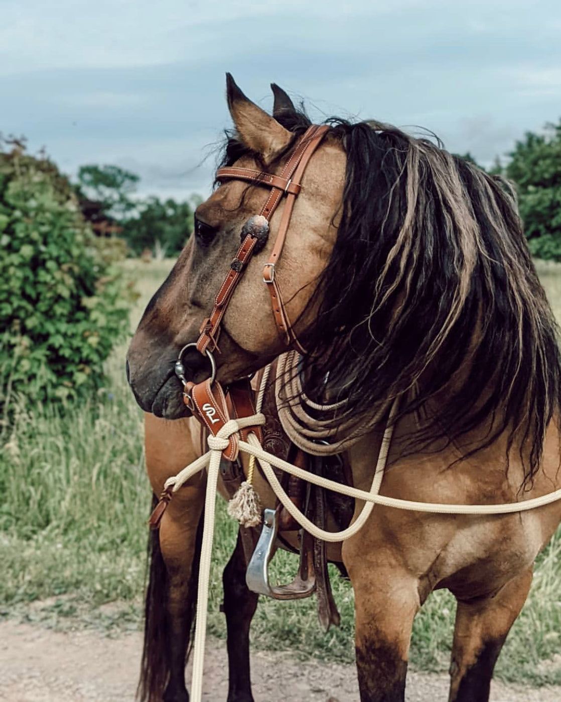 Kiger Stallion Toro in snaffle bit headstall and tan mecate reins. Summertime, Rope reins, Horse rope reins, trail riding reins